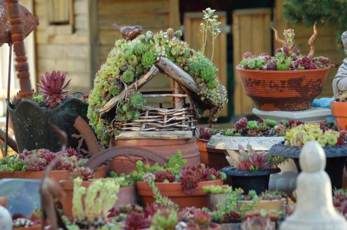 Sempervivum Dachwurz Hauswurz